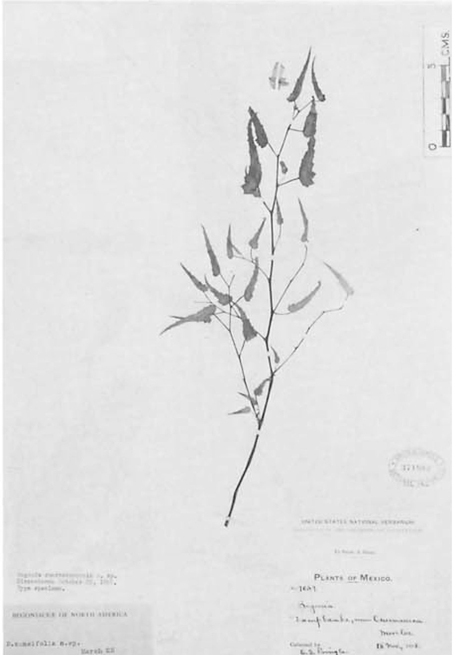 B. cuernavacensis